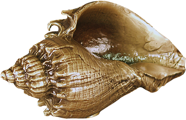 Home - Conch (650x650), Png Download