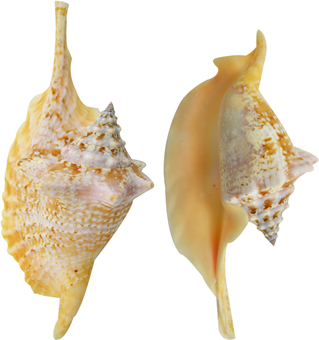Rooster Conch Colored Shell 4-6" - Conch (1100x1100), Png Download