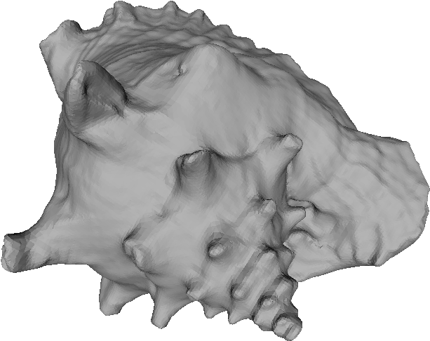 Rendering Image - Conch (802x673), Png Download