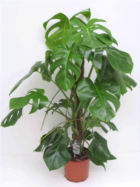 10" Monstera Plant - Houseplant (600x600), Png Download