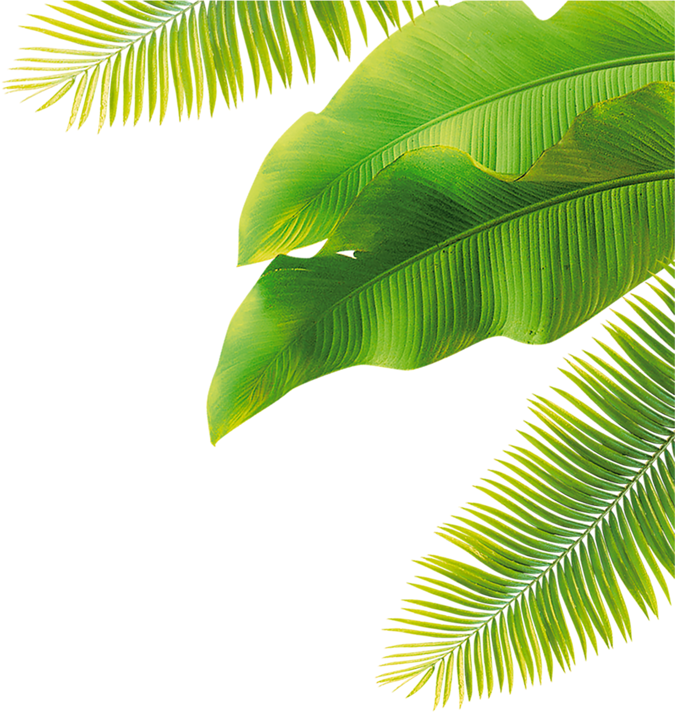 Cartoon / Leaf Size - Transparent Coconut Leaves (1439x1534), Png Download