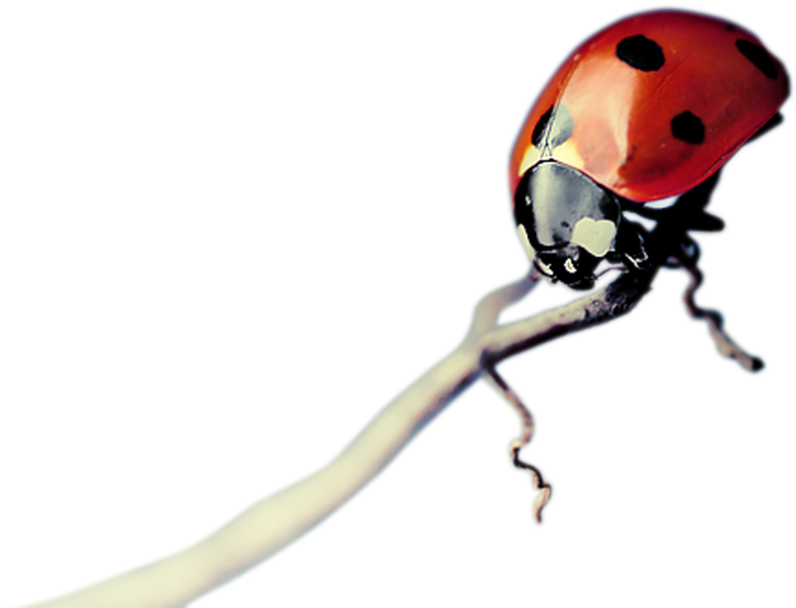 3 Kbytes, Category, F - Macro Photography (1024x710), Png Download