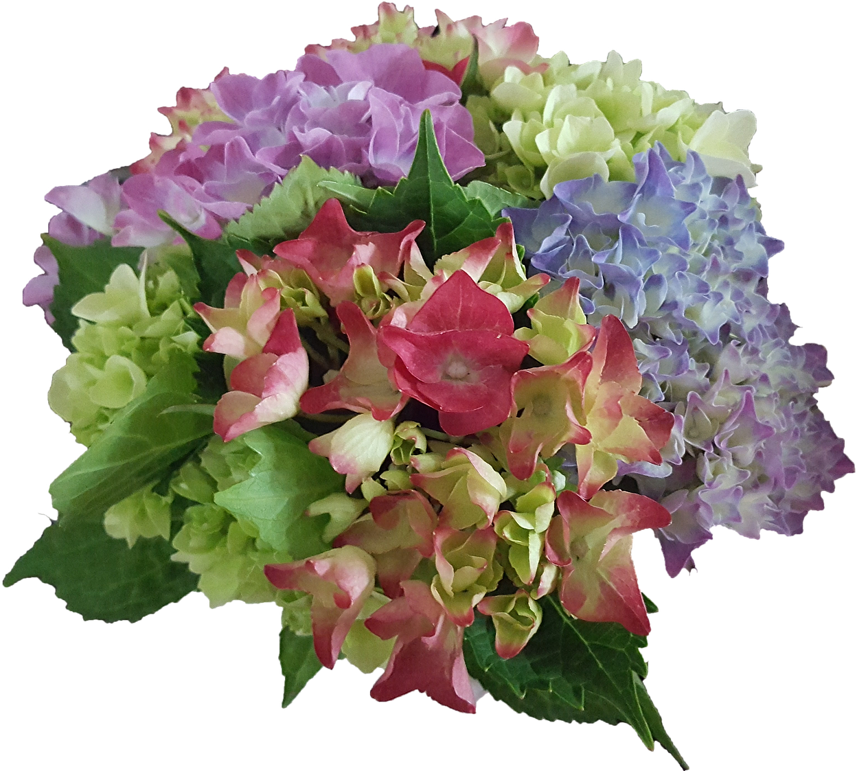 Hydrangea Flowers Garden Plant - Bouquet (1280x1122), Png Download