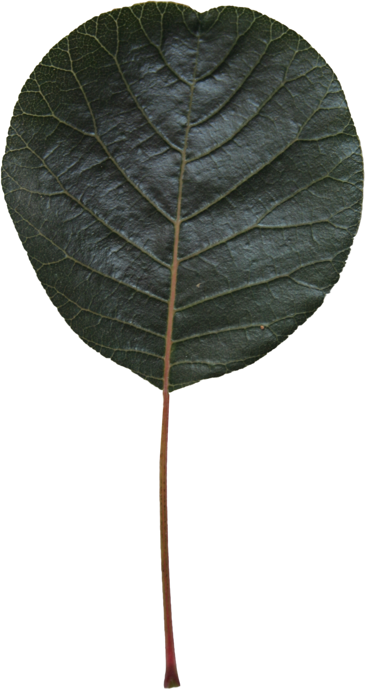 Free Cut Out Alder Leaf Free Cut Out People Trees And - American Aspen (2304x3456), Png Download