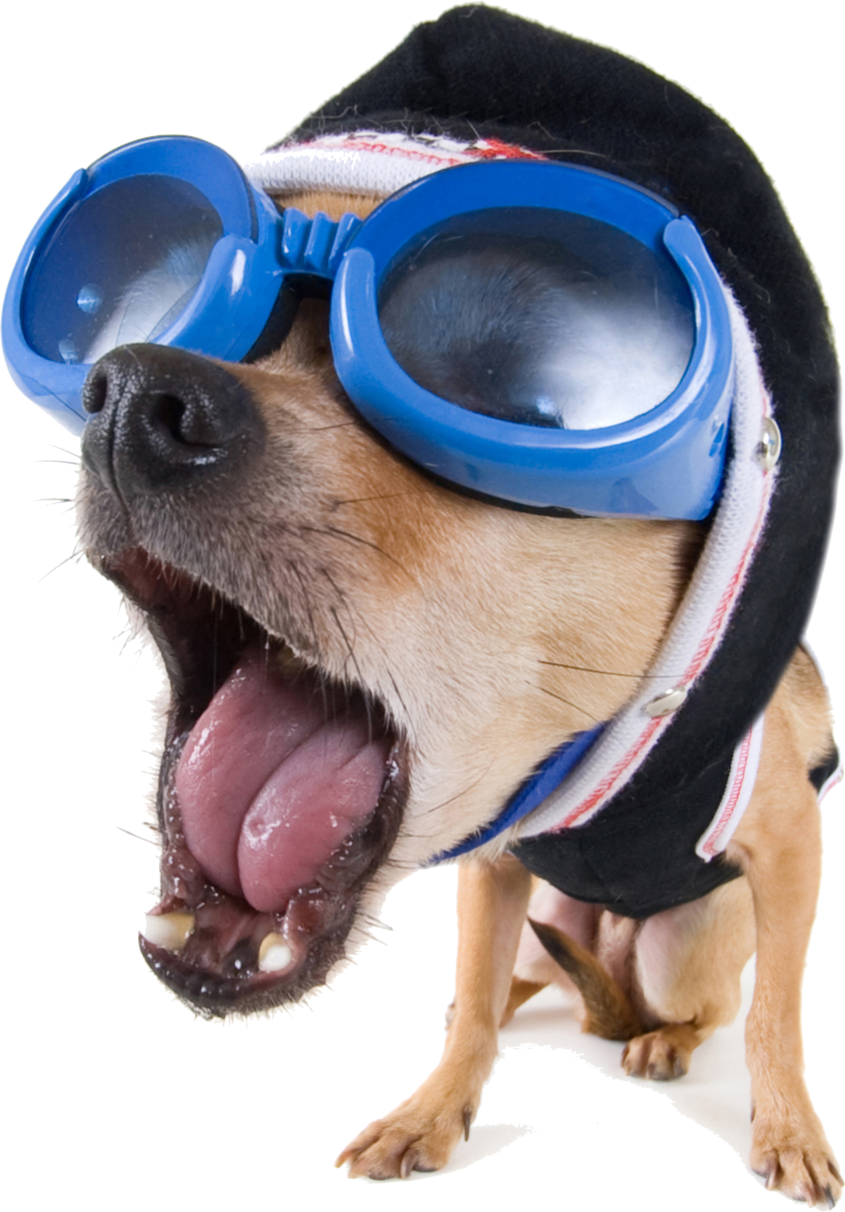 Download Clipart Funny Vector Dog Stock Video High - Hd Funny Photo Download (4420x4420), Png Download