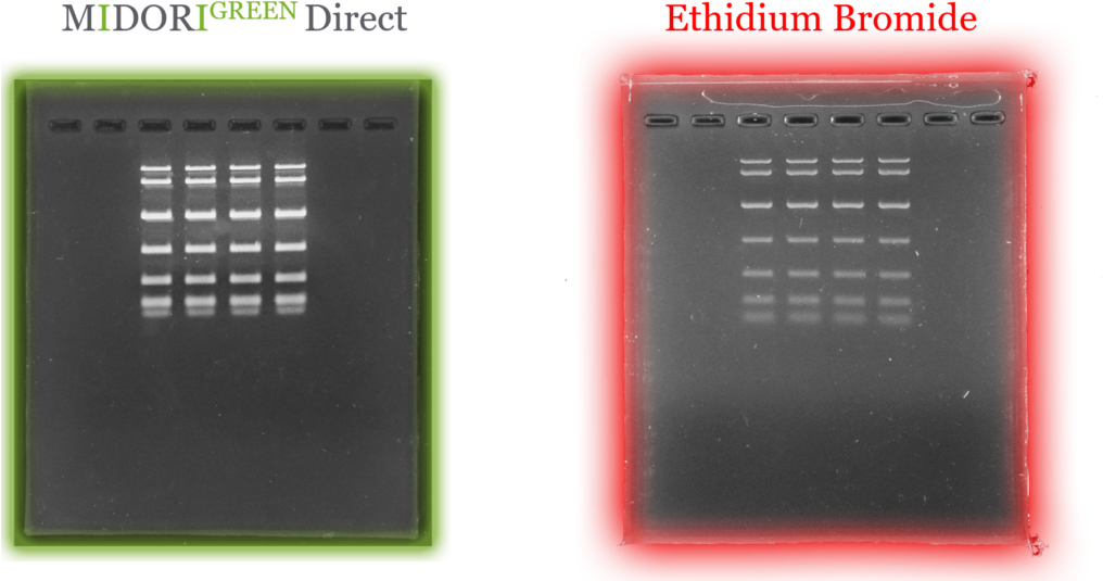Midori Green Direct Vs Etbr - Plastic (1024x551), Png Download