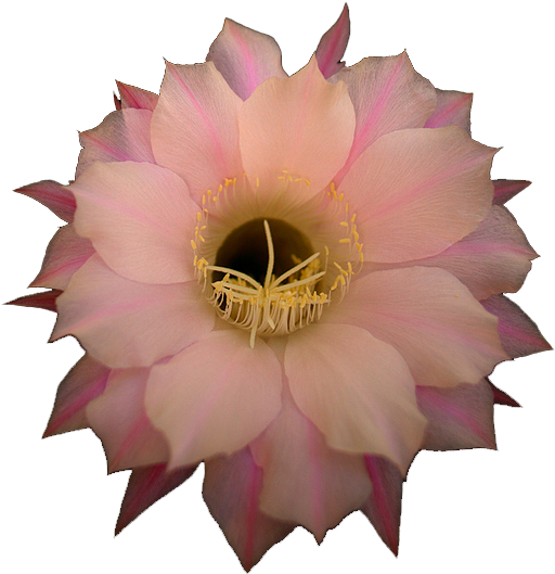Pink Cactus Flower - Large-flowered Cactus (1024x1024), Png Download