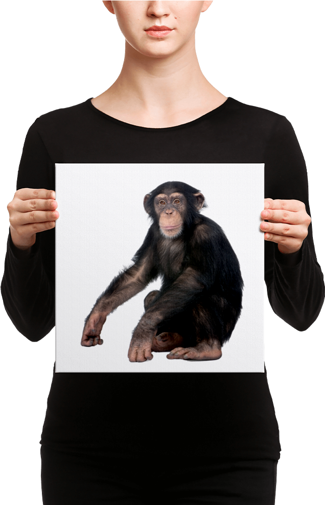 Chimpanzee Canvas - Canvas (1000x1000), Png Download