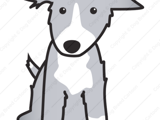 Bearded Collie Clipart Dog Nose - Border Collie (640x480), Png Download
