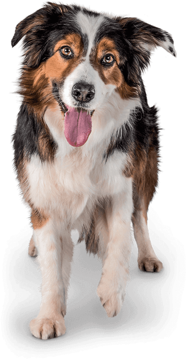 Become A Member To Receive Exclusive Special Offers, - Perro Gato Png (442x768), Png Download
