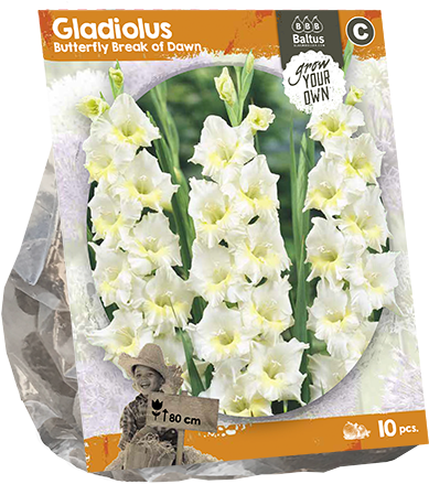 222240 Gladiolus Butterfly Break Of Dawn Per 10 - Lily Of The Valley (600x600), Png Download