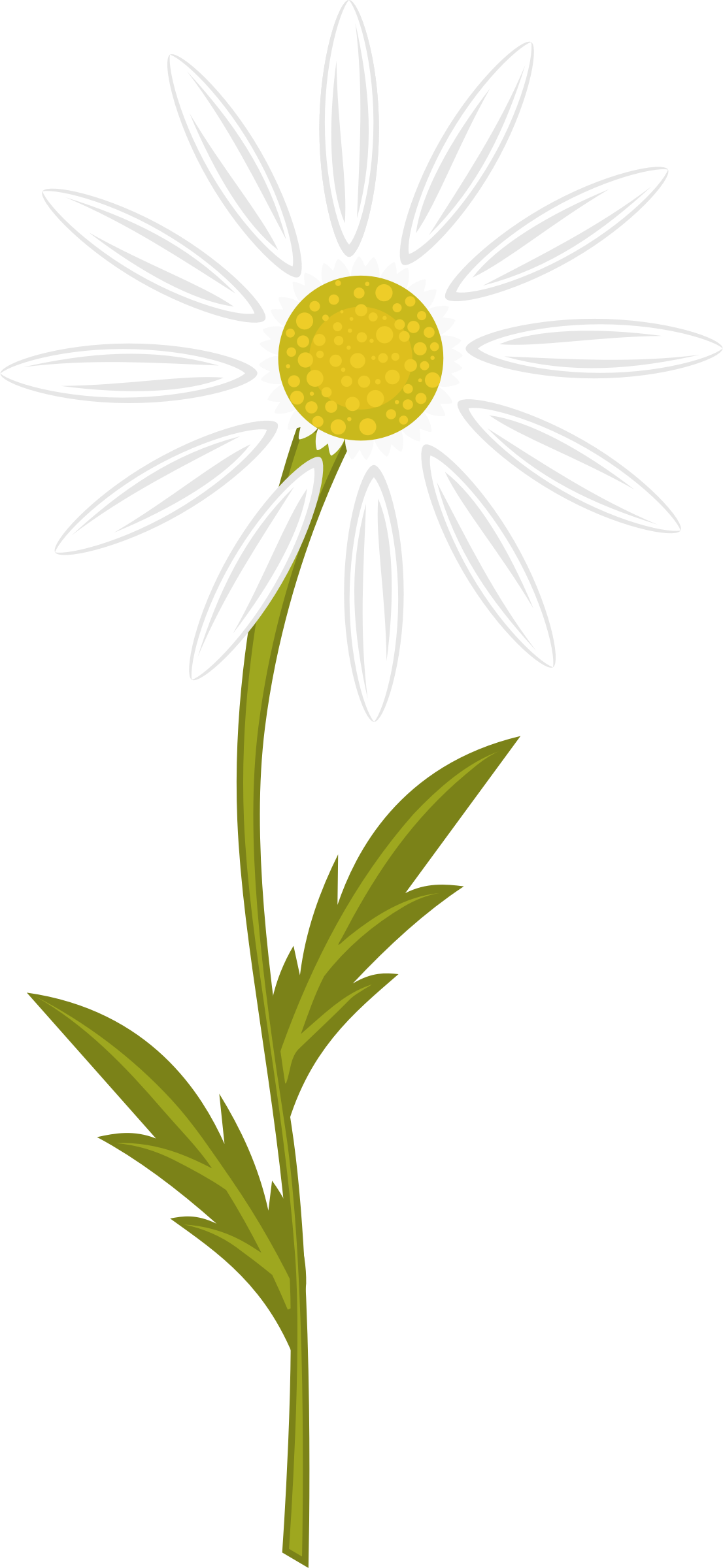 Image - Camomile Clipart (1106x2400), Png Download