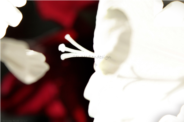 Poster Gladiolus Expressive - Floral Design (600x600), Png Download