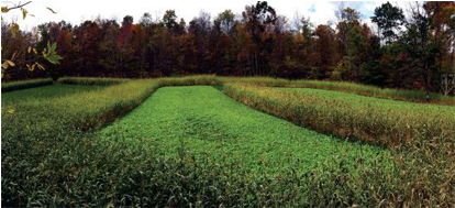 Killer - Field (600x600), Png Download