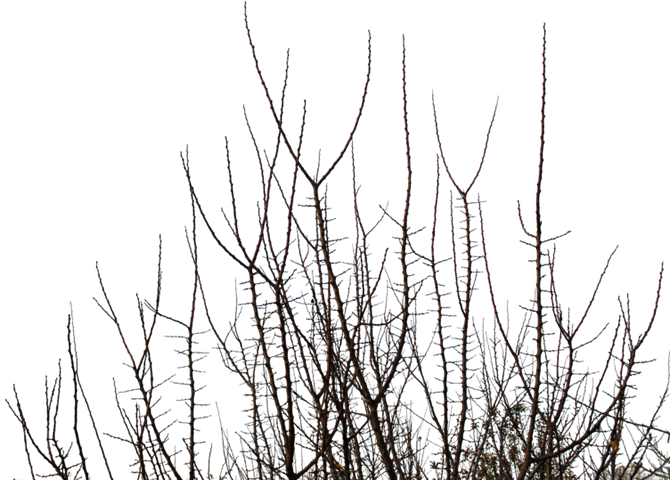 Tree-013 - Grass (670x480), Png Download