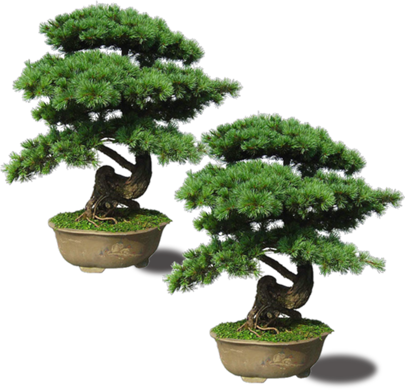 Maple Pinus Thunbergii Plant Upright Emerald - Bonsai Tree Png (800x800), Png Download