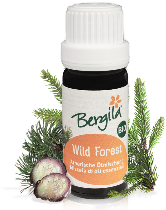 Christmas Tree (800x800), Png Download