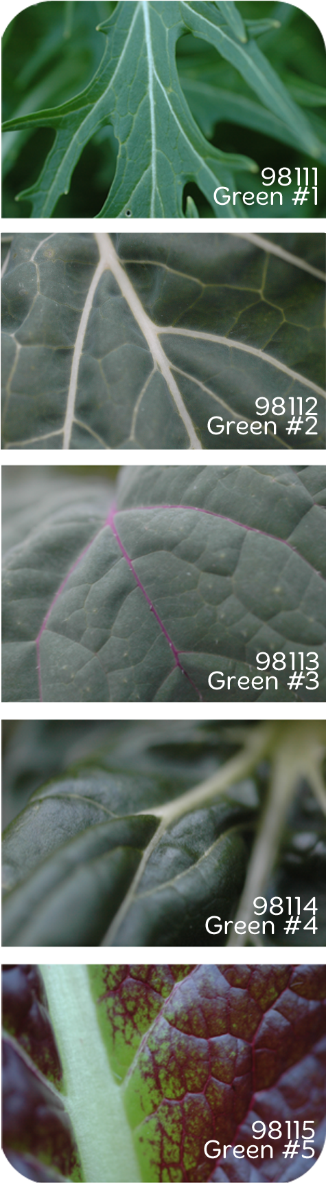 Green - Silybum (474x1727), Png Download