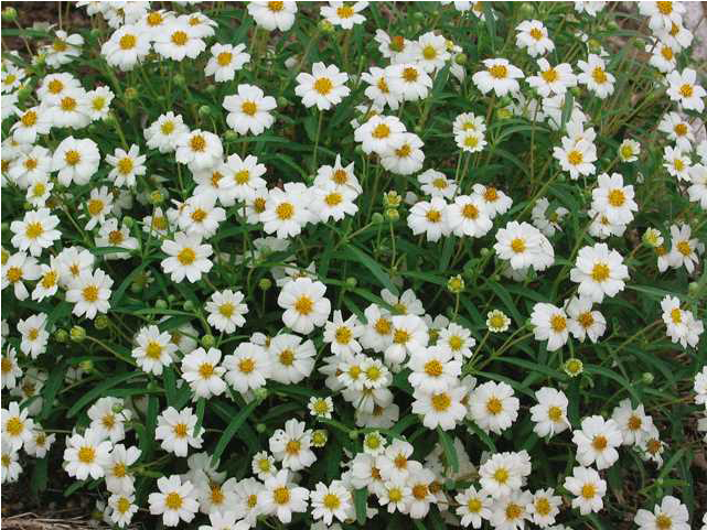 Black Foot Daisy - Oxeye Daisy (640x640), Png Download