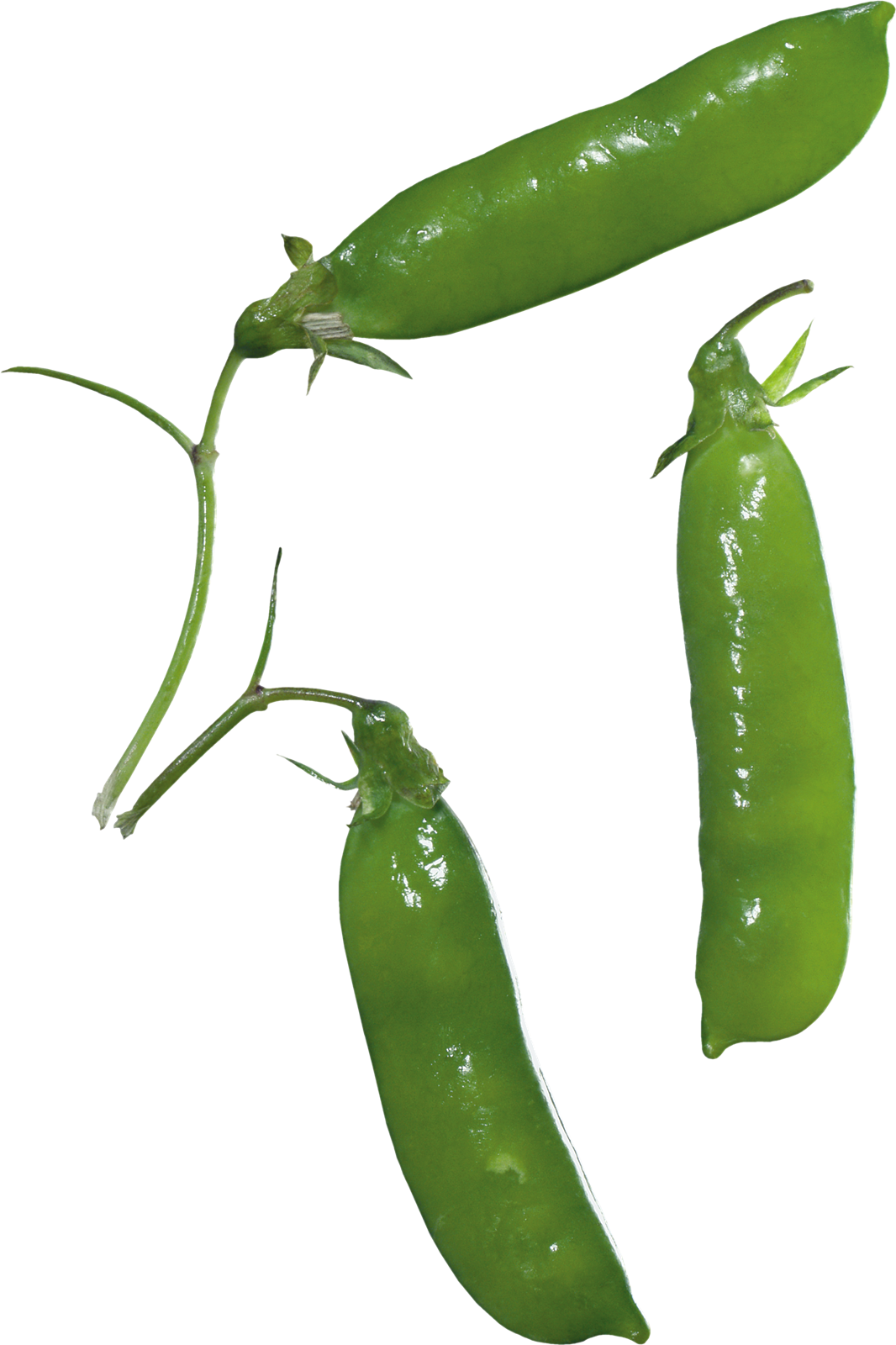 Pea Png Images - Pea (1066x1600), Png Download