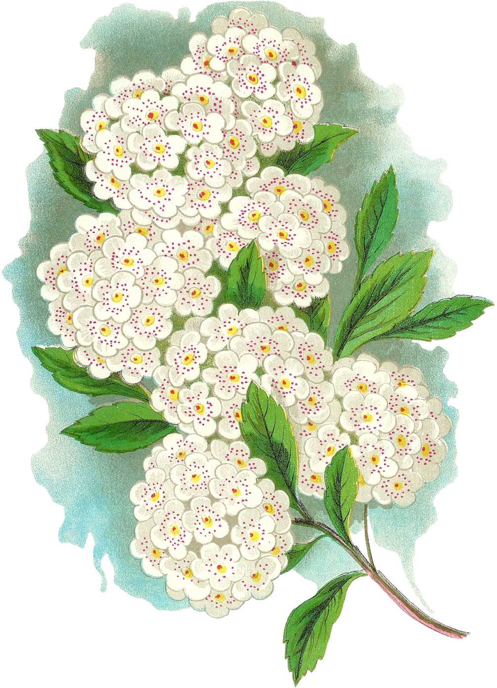 Vintage Flower Artwork Download - Bouquet (1209x1600), Png Download