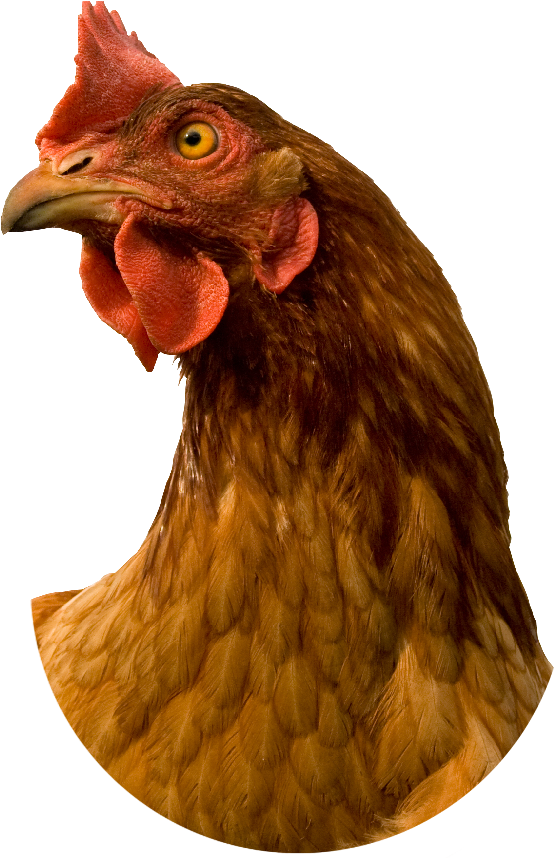 904 X 1037 29 0 - Rooster Head Transparent Background (904x1037), Png Download