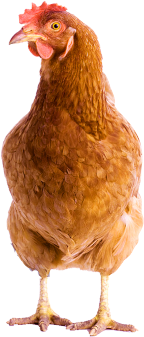 Chicken Head Png (715x715), Png Download