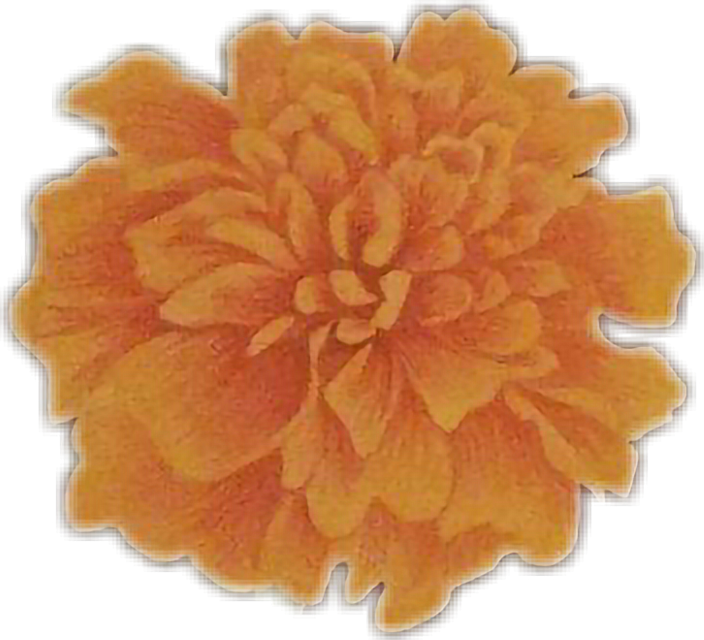 Tagetes Patula (1024x931), Png Download