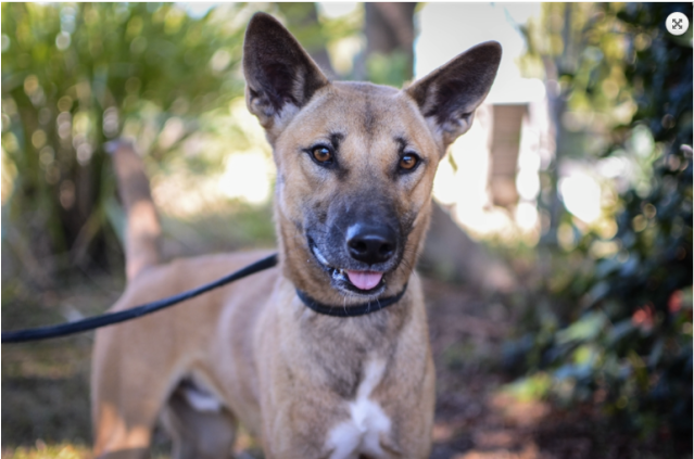 Donate To Petrescue - Formosan Mountain Dog (638x638), Png Download