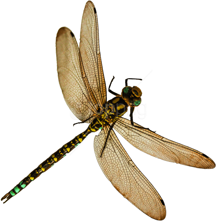 Free Png Dragonfly Png Images Transparent - Insects Png (850x848), Png Download