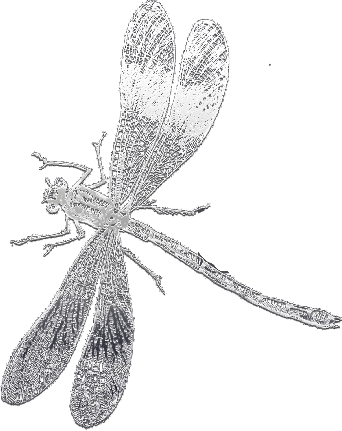 This Below Is Own Of My Own Making - Damselfly (1600x1958), Png Download