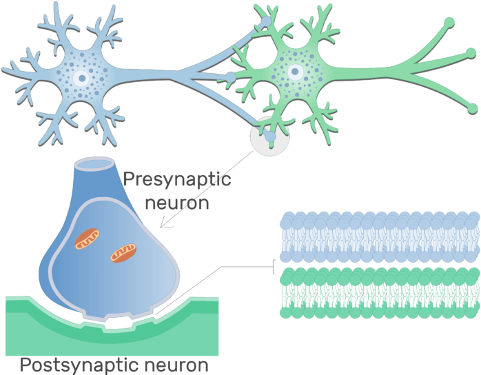 An Image Showing Electrical Synapse Between 2 Neurons - Structure Of Chemical Synapse (714x550), Png Download