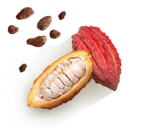 Cacao - Momordica Charantia (624x516), Png Download