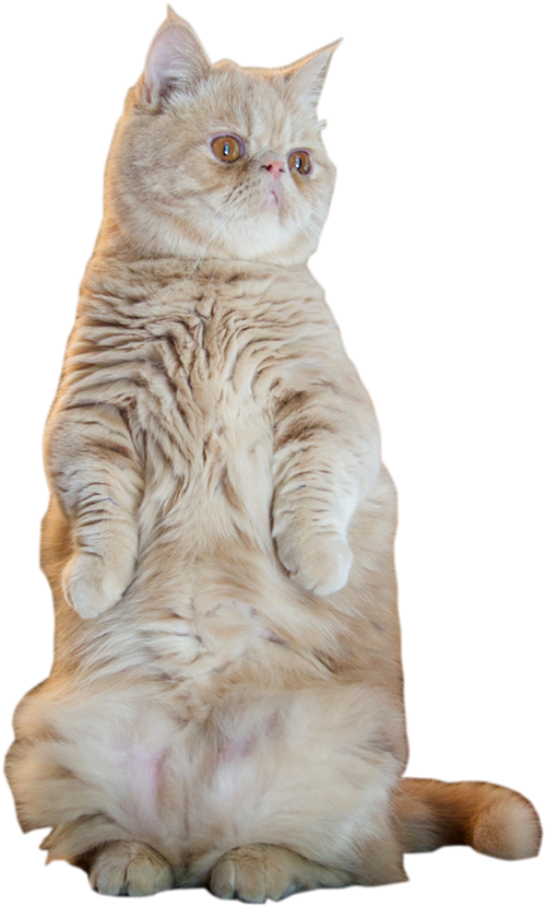 The Official Home Page - Tabby Cat (900x900), Png Download