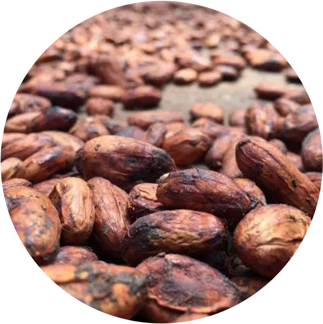 El Cacao - Almond (1200x1200), Png Download