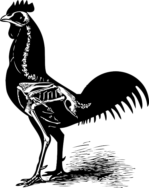 Voodoo Clipart Chicken - Chicken Skeleton Drawing (520x654), Png Download