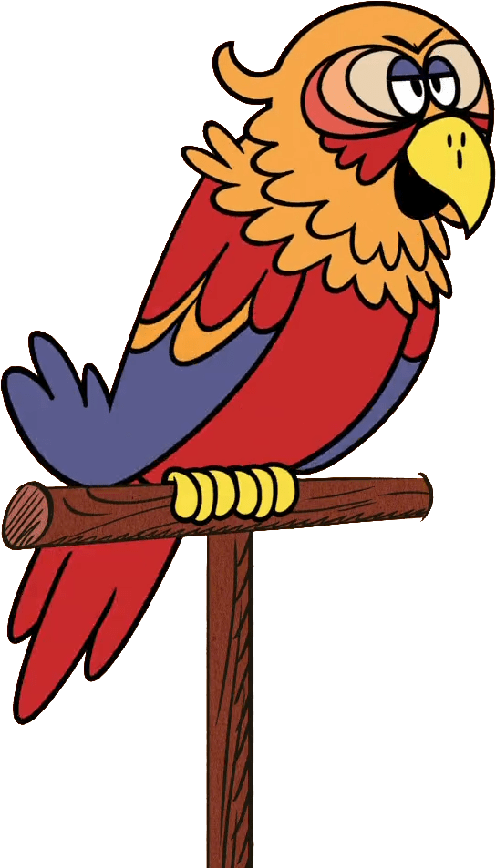 Download - Macaw (960x960), Png Download