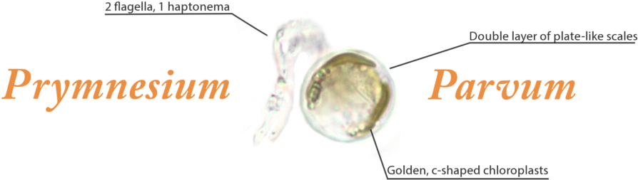 This Is A Trouble We Call Golden Algae, Or Prymnesium - Macro Photography (1000x348), Png Download