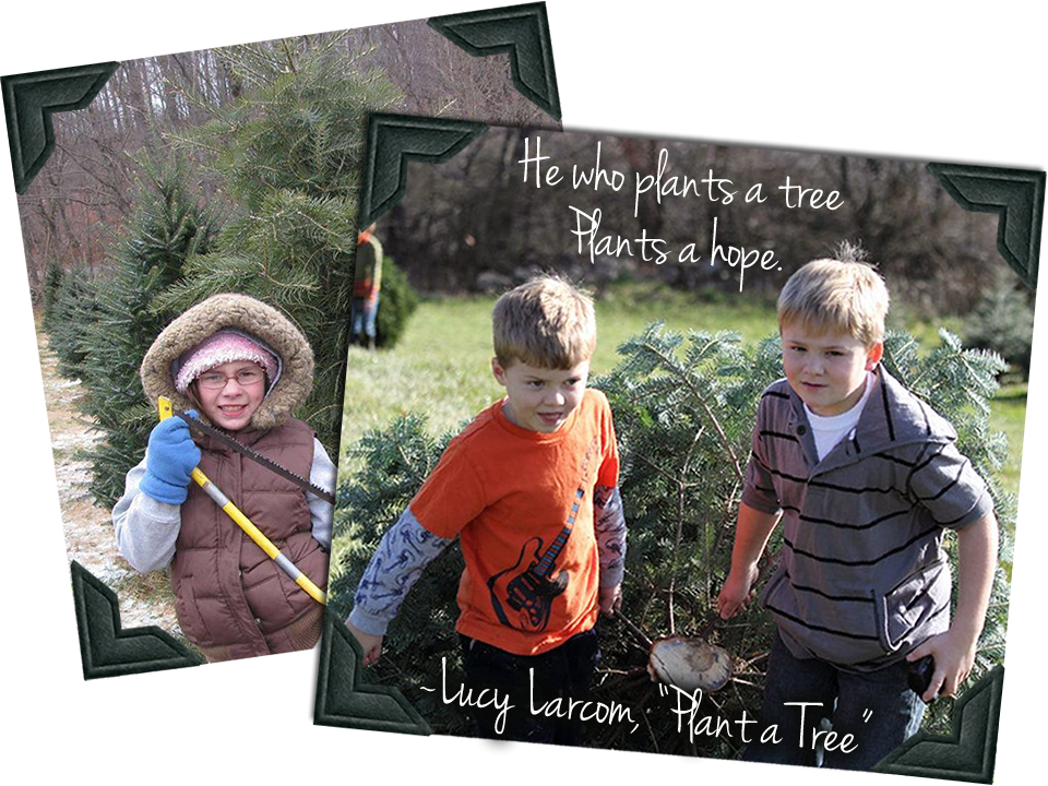 Treepageslider2 - Fw - Christmas Tree (960x720), Png Download