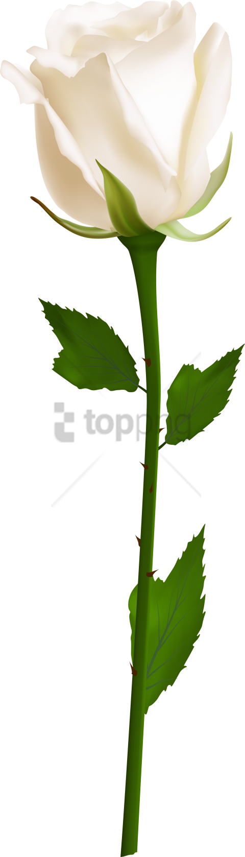 Free Png Download Single White Rose Png Images Background - White Rose Transparent Png (480x1678), Png Download
