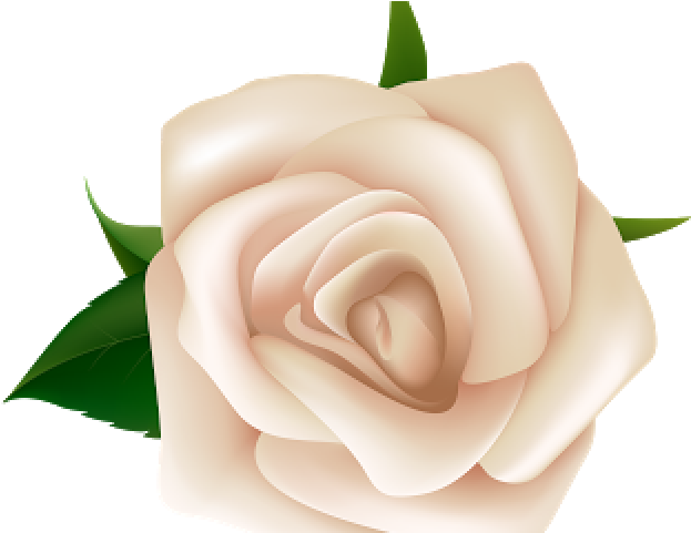 White Rose Clipart Natural Flower - White Rose Clipart Png (640x480), Png Download