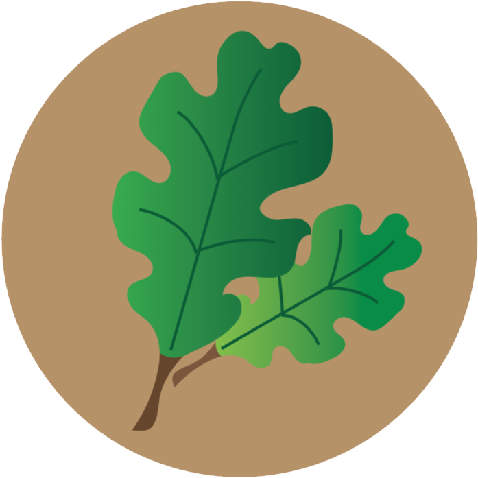 Lecanium Scale Icon - Gambel Oak (708x705), Png Download