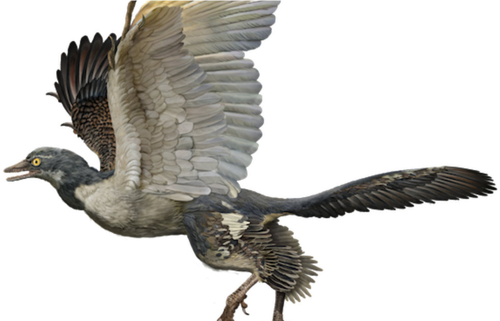 #action #adventure #amanda #amandamazuri #dinocharge - Birds Dinosaurs (1200x630), Png Download