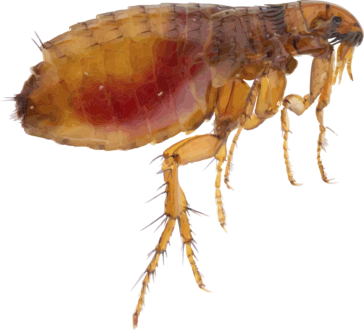 Flea Png Free Download - Flea Png (1250x1132), Png Download