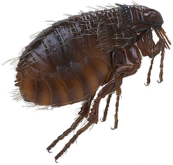 Flea Png Pic - Scott Foresman Science: Grade 3 [book] (600x573), Png Download