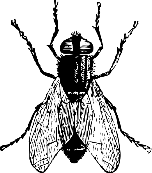 Natural Control Of Fleas, Ticks And Flies - Flies Black And White (522x594), Png Download