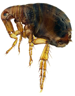 Flea Transparent Image - Super Fleas (555x555), Png Download