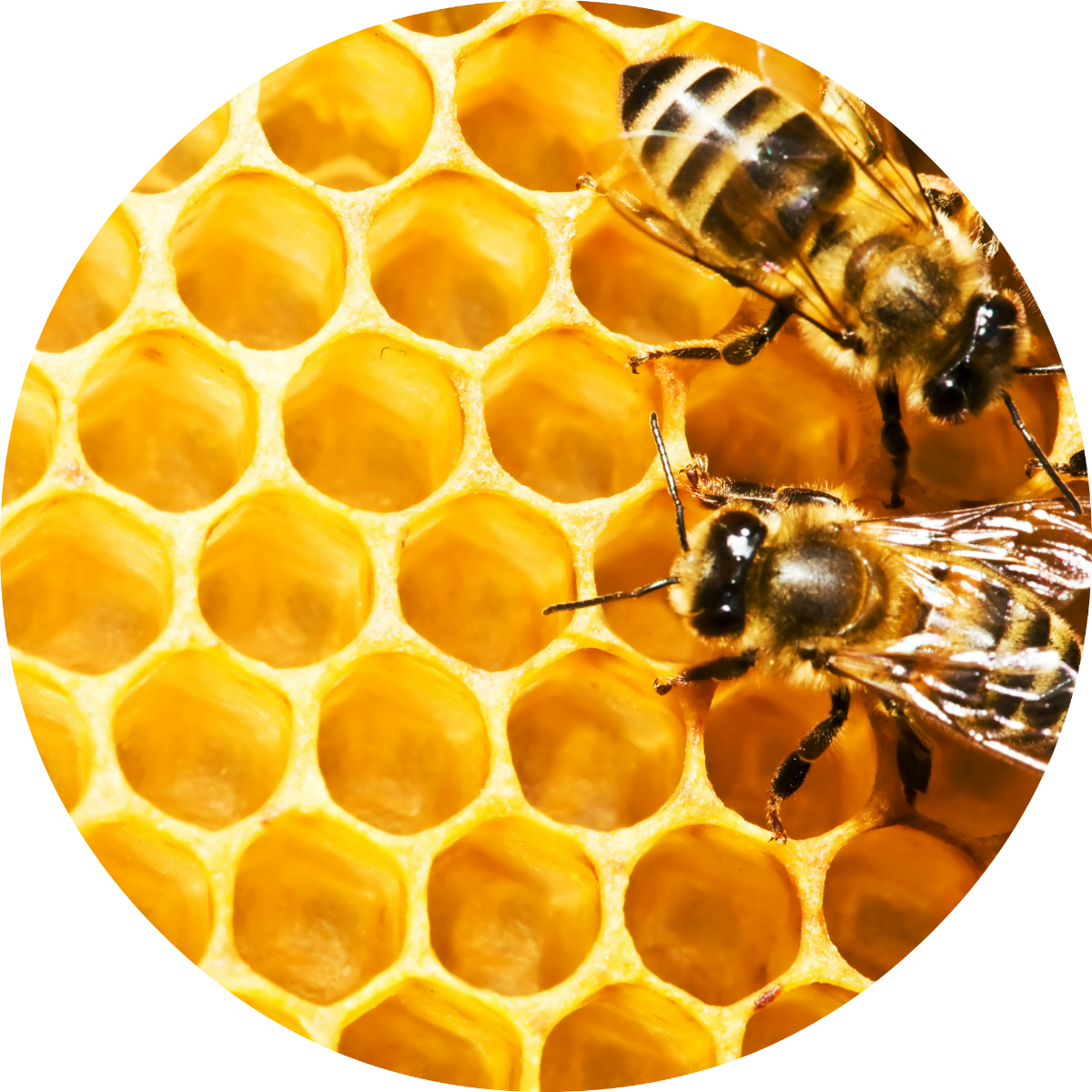 Honeybees Blank Book [book] (1200x1200), Png Download