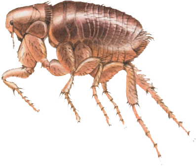 Flea Transperant (397x336), Png Download