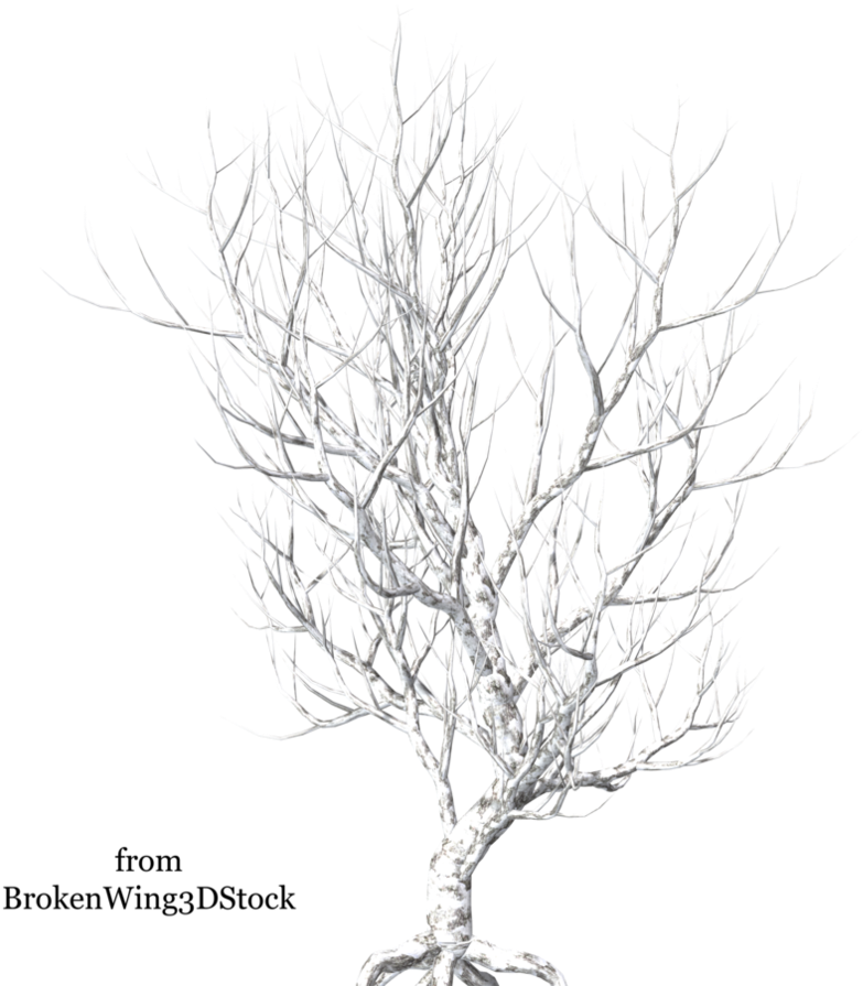 Winter Tree - Зимние Деревья Пнг (894x894), Png Download